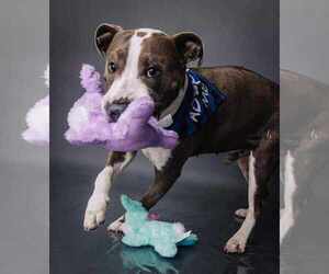 American Pit Bull Terrier-Unknown Mix Dogs for adoption in The Woodlands, TX, USA
