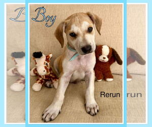Labrador Retriever-Unknown Mix Dogs for adoption in Virginia Beach, VA, USA