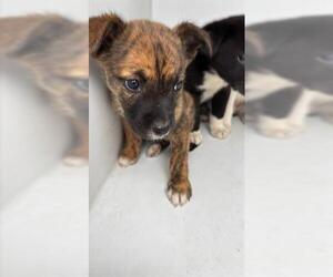 Labrador Retriever Dogs for adoption in Houston, TX, USA