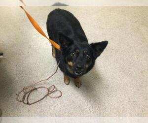 Australian Kelpie Dogs for adoption in Riverside, CA, USA