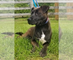 Shepradors Dogs for adoption in Cincinnati, OH, USA