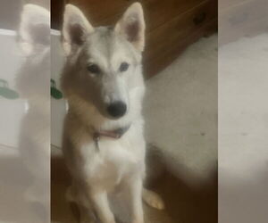 - Mix Dogs for adoption in McKinney, TX, USA