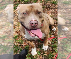 Mutt Dogs for adoption in St. Cloud, FL, USA