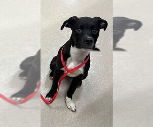 Boxer Dogs for adoption in Baytown, TX, USA