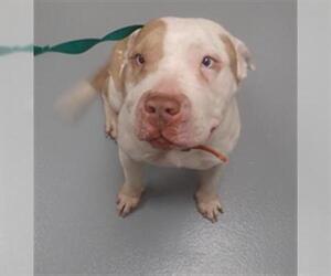 American Pit Bull Terrier Dogs for adoption in St. Cloud, FL, USA