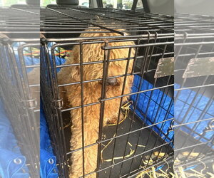 Golden Retriever Dogs for adoption in Pottstown, PA, USA