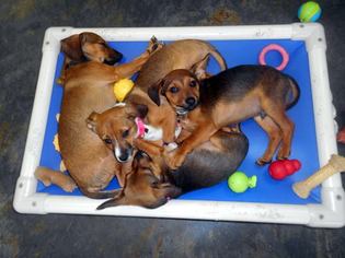 Chiweenie Dogs for adoption in Cedar Creek, TX, USA
