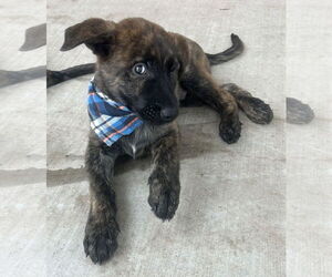 Mutt Dogs for adoption in Phoenix, AZ, USA