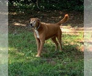 Golden Labrador Dogs for adoption in Murrells Inlet, SC, USA