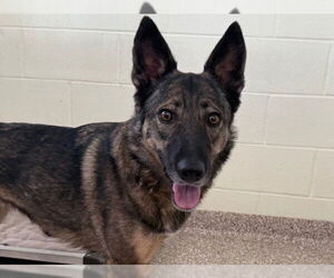 Norwegian Elkhound-Unknown Mix Dogs for adoption in Pueblo, CO, USA
