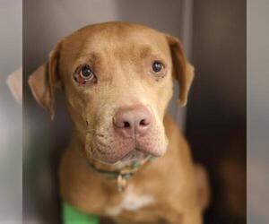 American Staffordshire Terrier-Unknown Mix Dogs for adoption in San Antonio, TX, USA