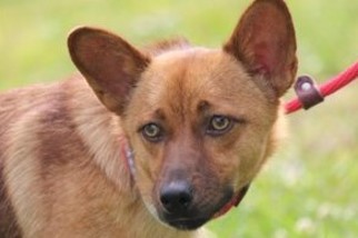 Pembroke Welsh Corgi-Unknown Mix Dogs for adoption in Yardley, PA, USA