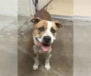 American Pit Bull Terrier Dogs for adoption in San Andreas, CA, USA