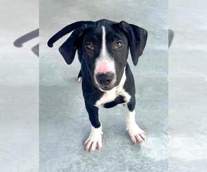 American Pit Bull Terrier Dogs for adoption in Naples, FL, USA