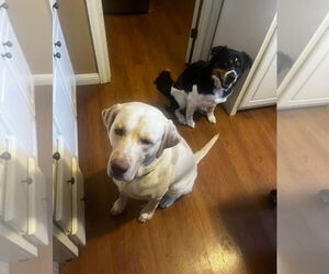 Australian Shepherd-Unknown Mix Dogs for adoption in Grafton, WI, USA