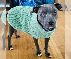 American Pit Bull Terrier-American Staffordshire Terrier Mix Dogs for adoption in Portland, OR, USA