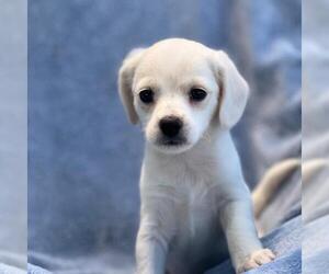 Chihuahua-Spaniel Mix Dogs for adoption in San Diego, CA, USA