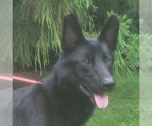 German Shepherd Dog-Unknown Mix Dogs for adoption in Yardley, PA, USA