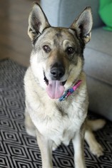 German Shepherd Dog Dogs for adoption in Salt Lake City, UT, USA
