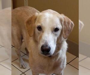 Labrador Retriever Dogs for adoption in Elgin, IL, USA