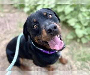 Rottweiler Dogs for adoption in Gilbert, AZ, USA
