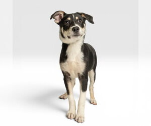 Australian Shepherd-Unknown Mix Dogs for adoption in Rowlett, TX, USA