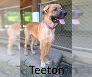 Leonberger-Retriever  Mix Dogs for adoption in Mountain View, AR, USA