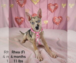 Mutt Dogs for adoption in Sterling, MA, USA