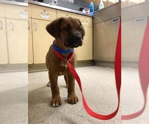 Boxer-Unknown Mix Dogs for adoption in Riverside, CA, USA