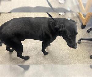 Labrador Retriever Dogs for adoption in Houston, TX, USA