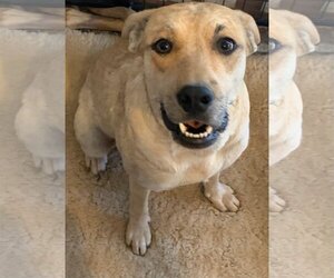 Labrador Retriever-Unknown Mix Dogs for adoption in Colton, CA, USA