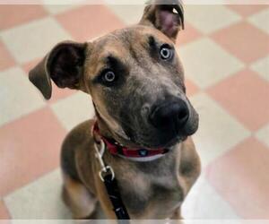 American Pit Bull Terrier-Unknown Mix Dogs for adoption in Martinez, CA, USA