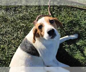 Medium Photo #6 English Coonhound-Harrier Mix Puppy For Sale in Minneapolis, MN, USA