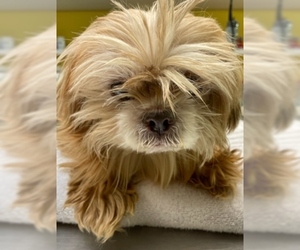 Shih Tzu Dogs for adoption in Burbank, CA, USA