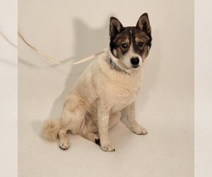 Akita Dogs for adoption in Show Low, AZ, USA