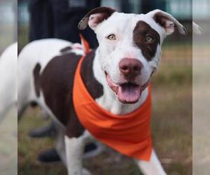 American Staffordshire Terrier-Unknown Mix Dogs for adoption in San Antonio, TX, USA