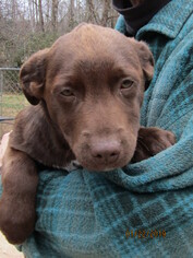 Sheprador Dogs for adoption in Rutherfordton, NC, USA