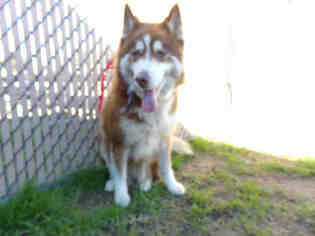 Siberian Husky Dogs for adoption in Norco, CA, USA