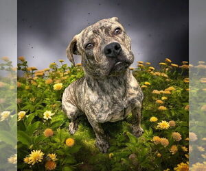 American Pit Bull Terrier Dogs for adoption in Glen Allen, VA, USA