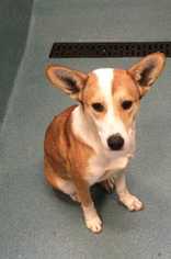 Basenji Dogs for adoption in Durham, NC, USA