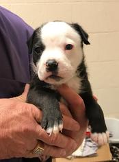 American Bulldog Dogs for adoption in Denison, TX, USA