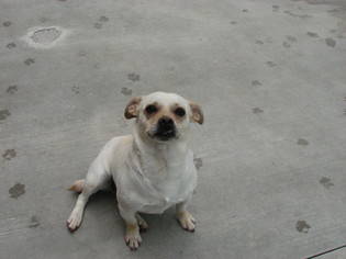 Chug Dogs for adoption in McPherson, KS, USA
