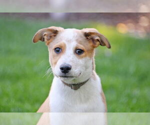 Australian Shepherd-Unknown Mix Dogs for adoption in Sandy, UT, USA