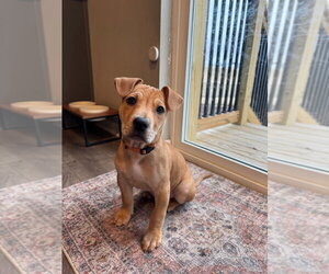 Labrador Retriever-Unknown Mix Dogs for adoption in Minneapolis, MN, USA