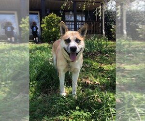 Huskies -Labrador Retriever Mix Dogs for adoption in Ball Ground, GA, USA