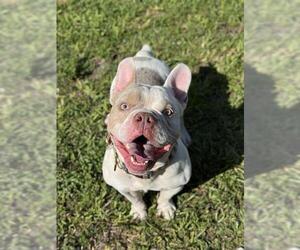 Free-Lance Bulldog Dogs for adoption in Fort Lauderdale, FL, USA