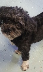 Shih-Poo Dogs for adoption in Weatherford, OK, USA