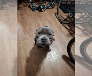 American Pit Bull Terrier-Staffordshire Bull Terrier Mix Dogs for adoption in Woodland, CA, USA