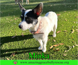 Medium Photo #1 Jack Russell Terrier-Unknown Mix Puppy For Sale in Milton, FL, USA