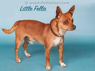 Chihuahua Dogs for adoption in Palmetto, FL, USA